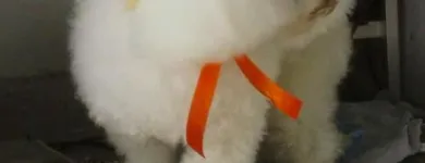 La imagen 3 de la Empresa WOWPET! en Zapopan JAL