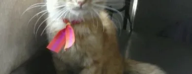 La imagen 6 de la Empresa WOWPET! en Zapopan JAL