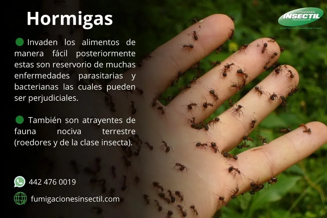 La imagen 2 de la Empresa INSECTIL CONTROL DE PLAGAS