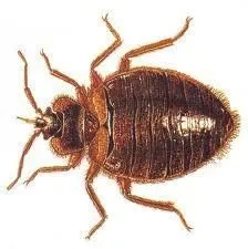 La imagen 4 de la Empresa PLAGA-EXTINT SOLUTIONS