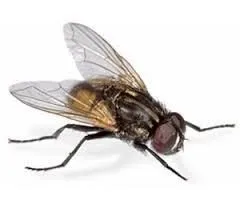 La imagen 8 de la Empresa PLAGA-EXTINT SOLUTIONS