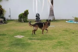 La imagen 2 de la Empresa PET ENTERTAINMENT CENTER