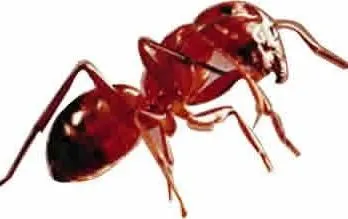 La imagen 2 de la Empresa PLAGA-EXTINT SOLUTIONS