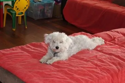 La imagen 1 de la Empresa PET ENTERTAINMENT CENTER