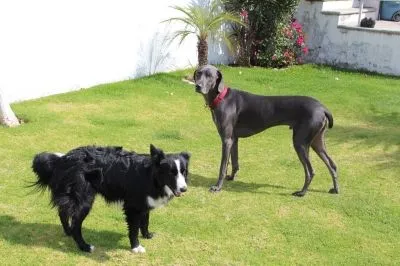 La imagen 8 de la Empresa PET ENTERTAINMENT CENTER