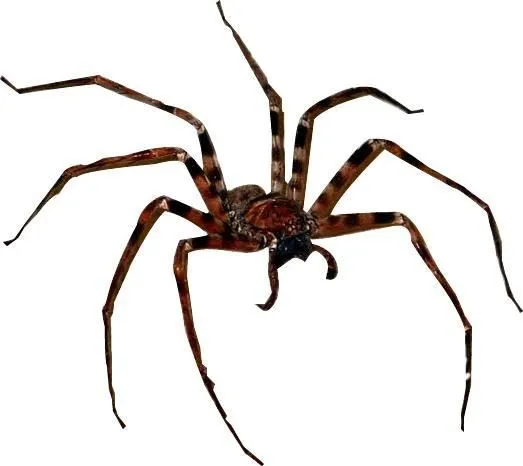 La imagen 3 de la Empresa PLAGA-EXTINT SOLUTIONS