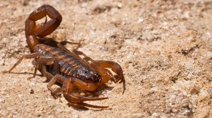 La imagen 3 de la Empresa FUMIGACIONES DE FRESNILLO