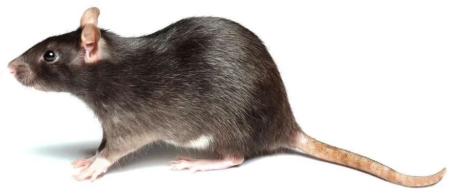 La imagen 5 de la Empresa PLAGA-EXTINT SOLUTIONS